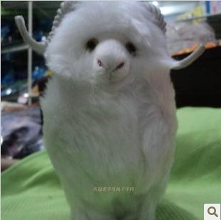 蒙古 小羊 白色 可愛