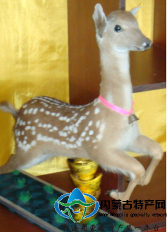 呼和浩特鹿標本