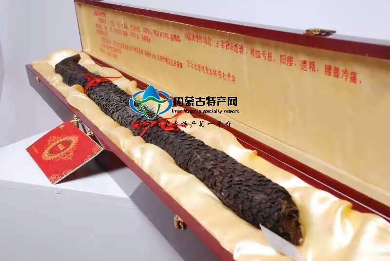 內蒙古阿拉善野生粗壯秋肉蓯蓉可切片油蓯蓉補腎中藥材